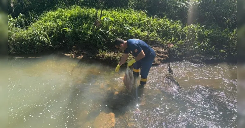 Imagens levam órgãos ambientais a investigar descarte de carne no rio Linha Anta