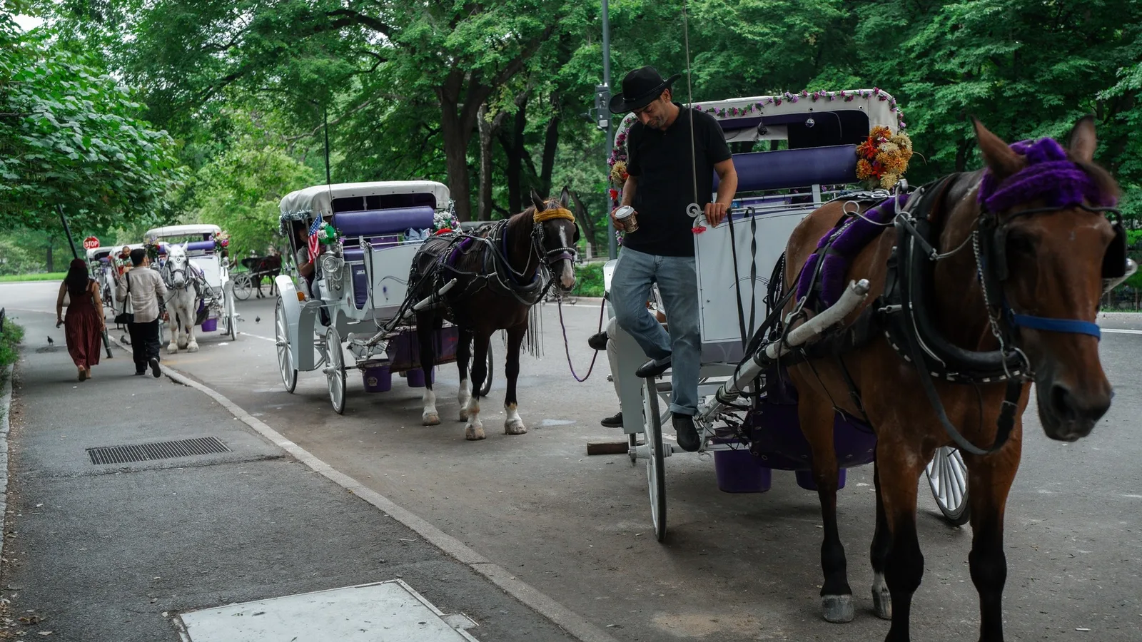 Nova York propõe encerrar passeios de carruagem no Central Park em 2028