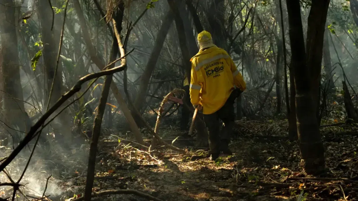 Queimadas recorrentes podem mudar a floresta amazônica, mostram estudos