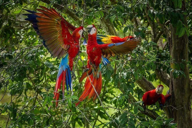 Projeto peruano testa adoção de filhotes de araracanga na floresta