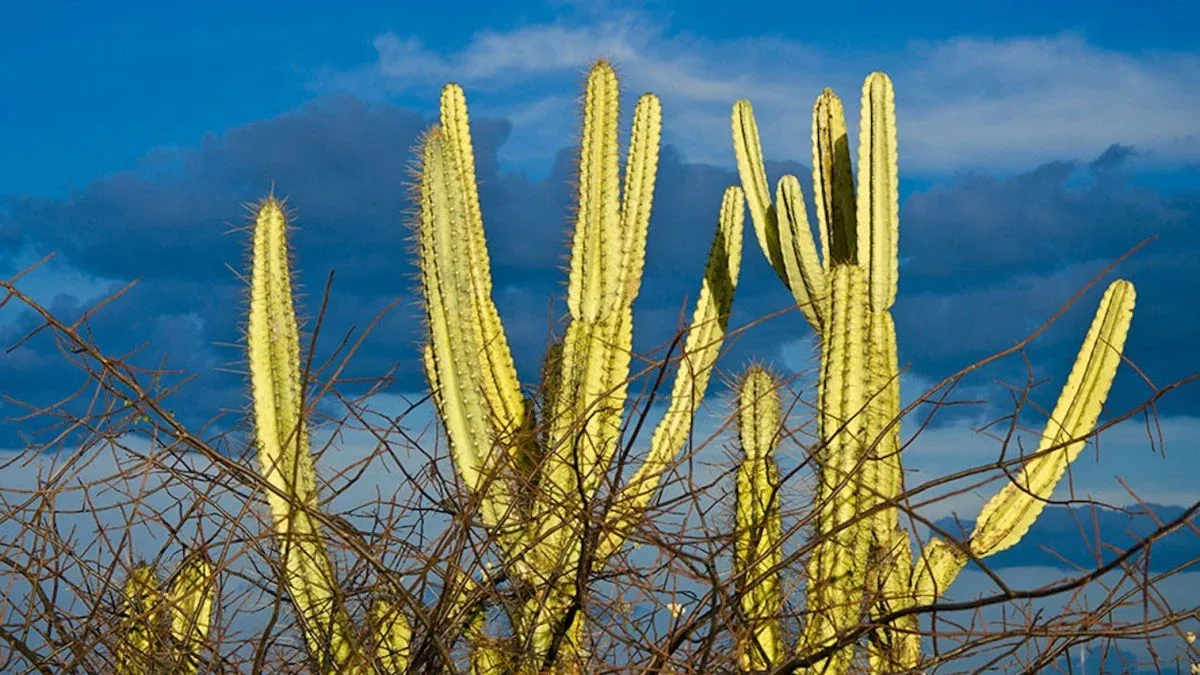 Trichoderma da Caatinga combina resistência ao calor e ação contra patógenos