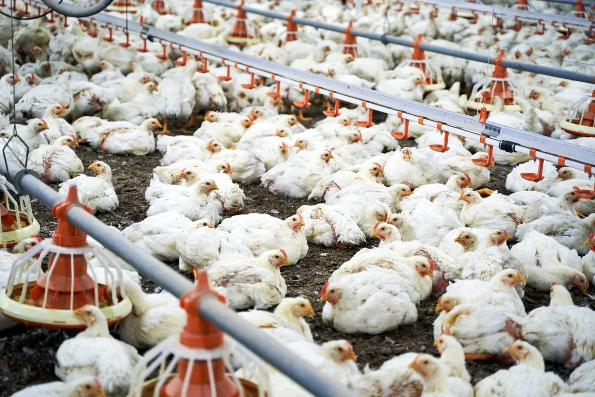 UE aprova controles brasileiros e abre caminho para volta do frango