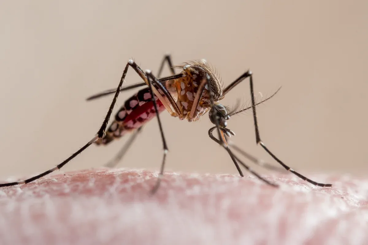 Três condados da Flórida decretam emergência por surto de dengue