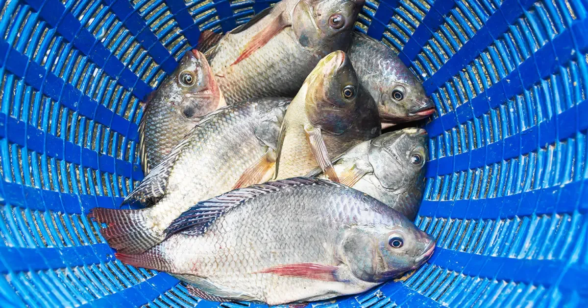 Tilápia amplia presença na piscicultura e se destaca pelo valor nutricional