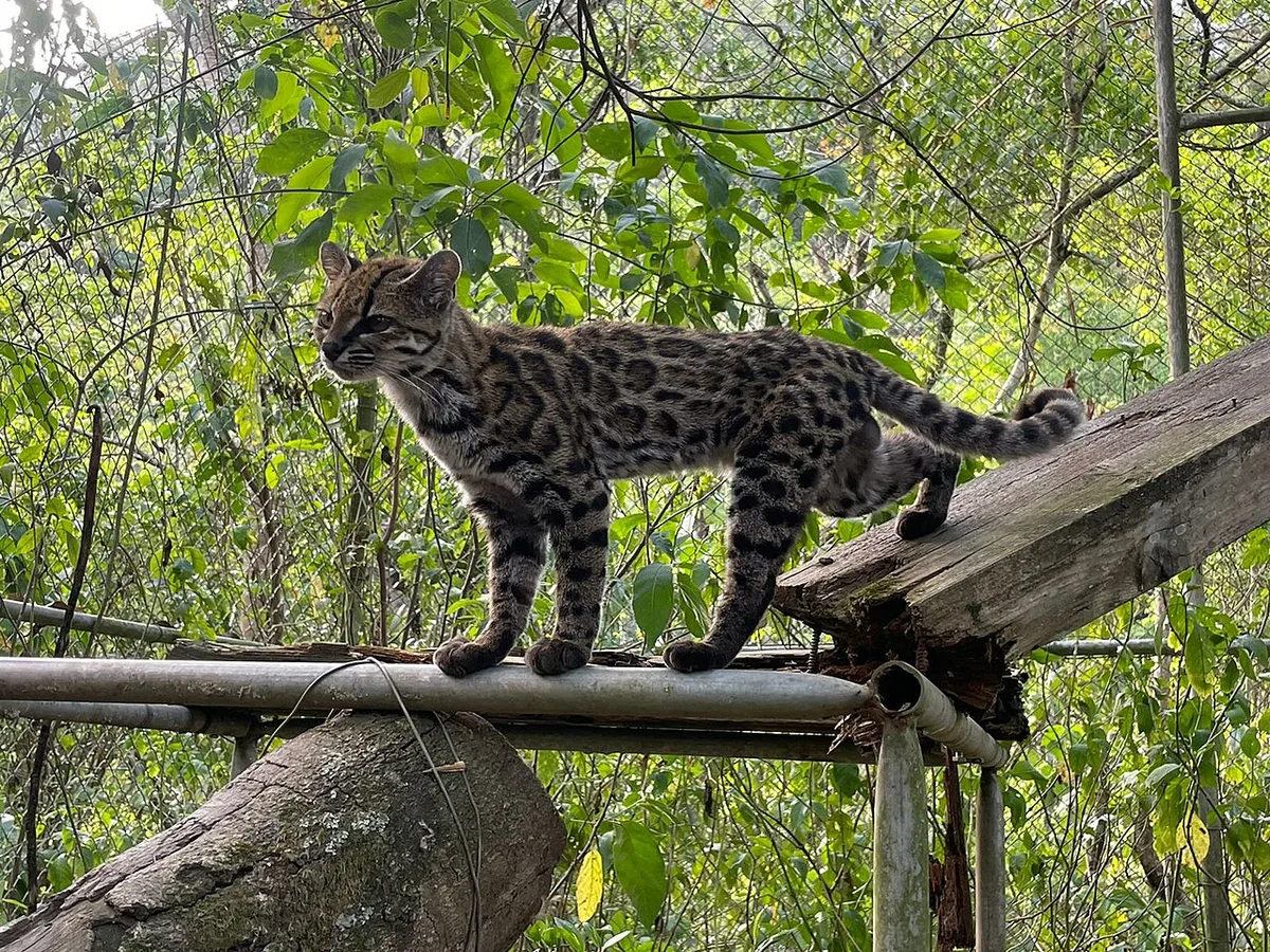 Novo felino boliviano é reconhecido após análise genética de 38 animais