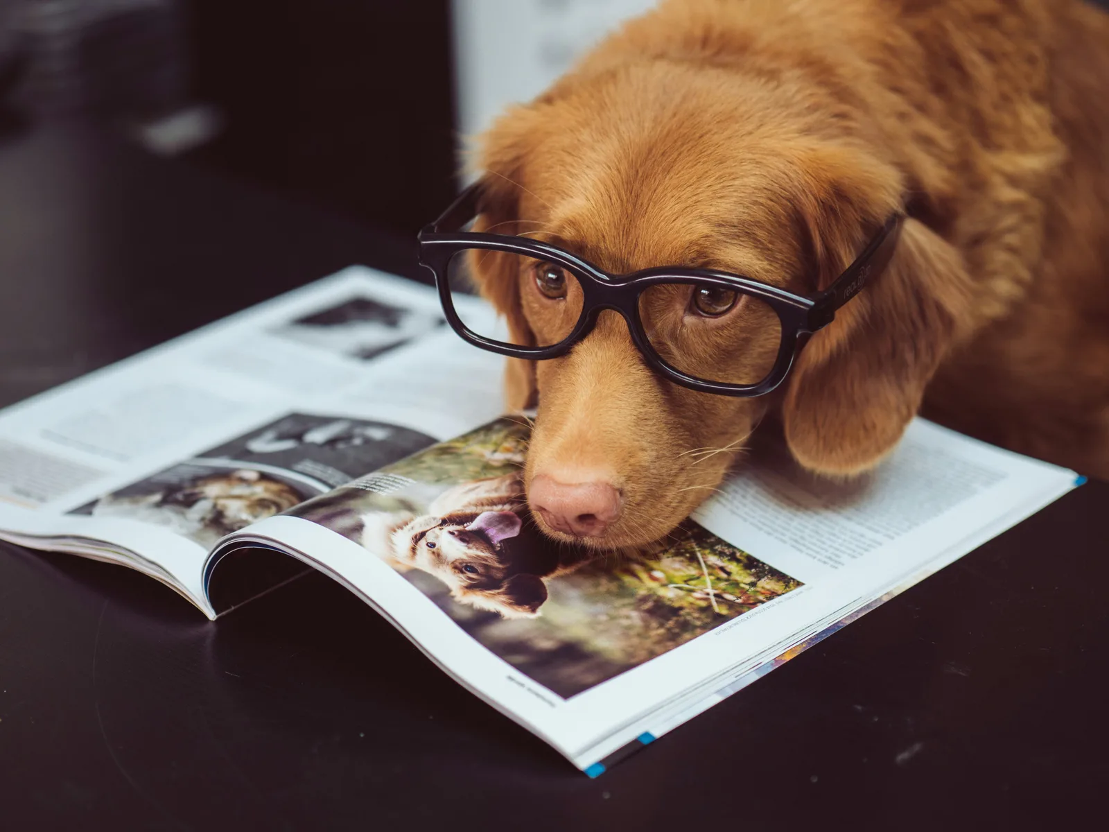 Estudo mostra como cães segmentam palavras ao ouvir a fala humana