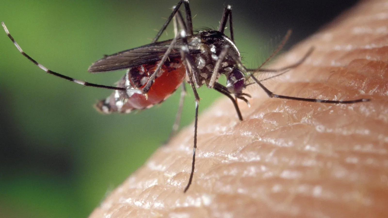 Taubaté concentra maior número de mortes por dengue em São Paulo