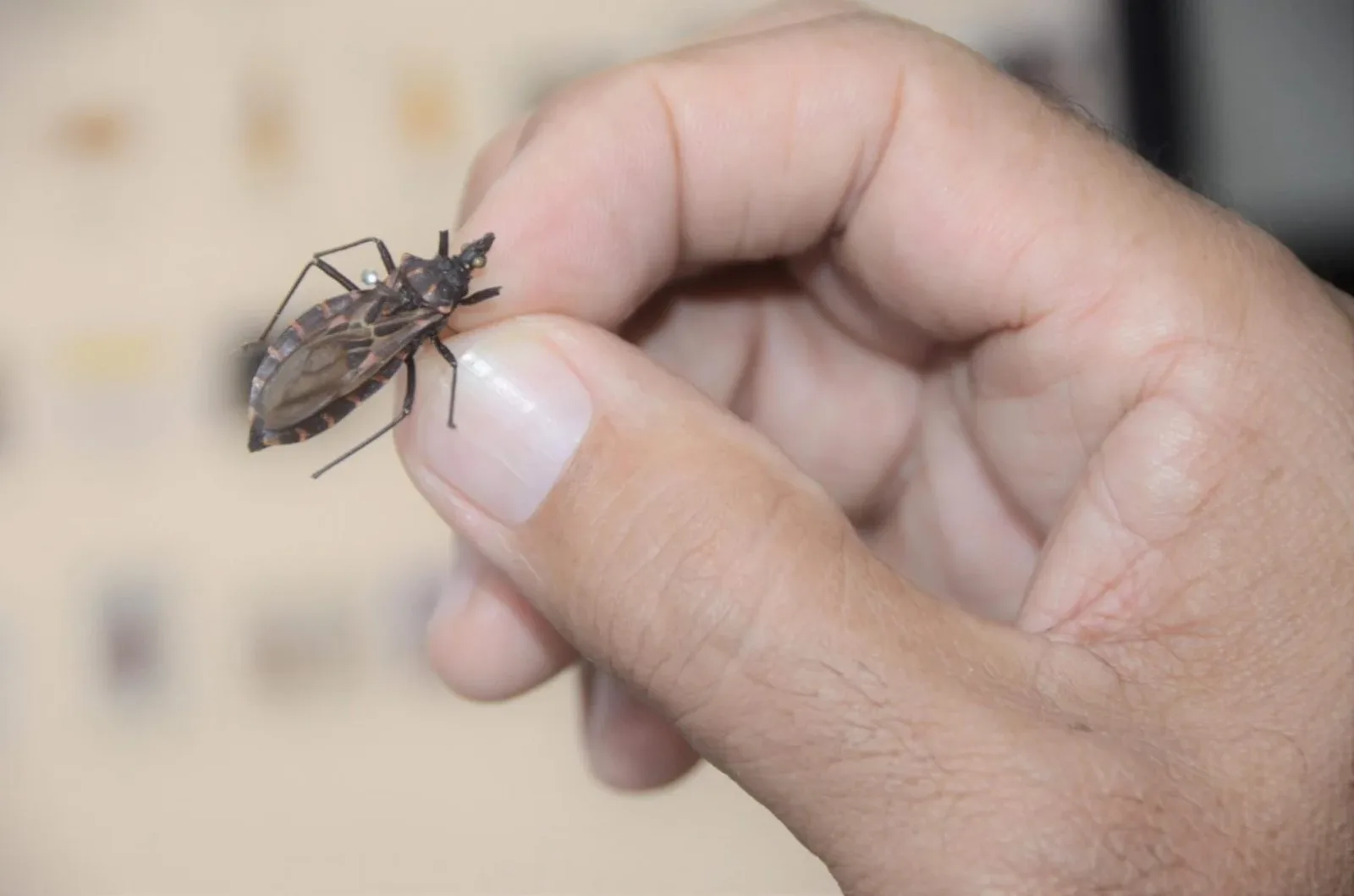 Proteína IP6K limita infecção do parasita da doença de Chagas em testes