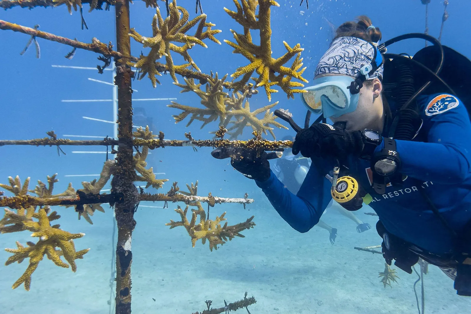Programa na Flórida testa corais mais resistentes ao aquecimento dos oceanos