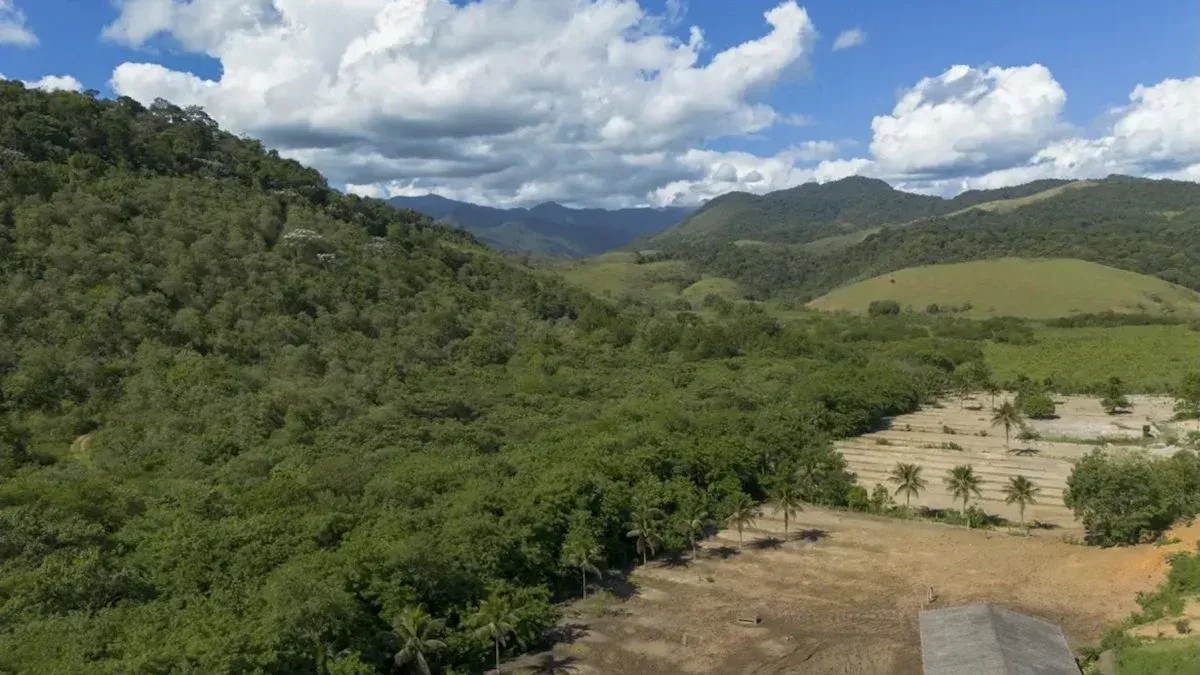 Urbanização e silvicultura avançam na Mata Atlântica, aponta MapBiomas