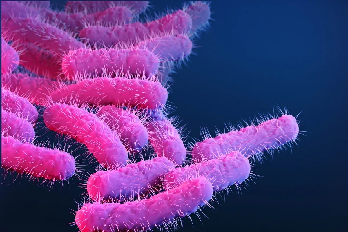 Casos sexuais de Shigella avançam com resistência a tratamentos