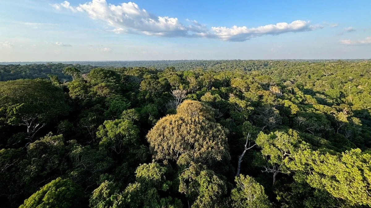 Pesquisadores encontram possível lagarto novo em expedição no Amazonas