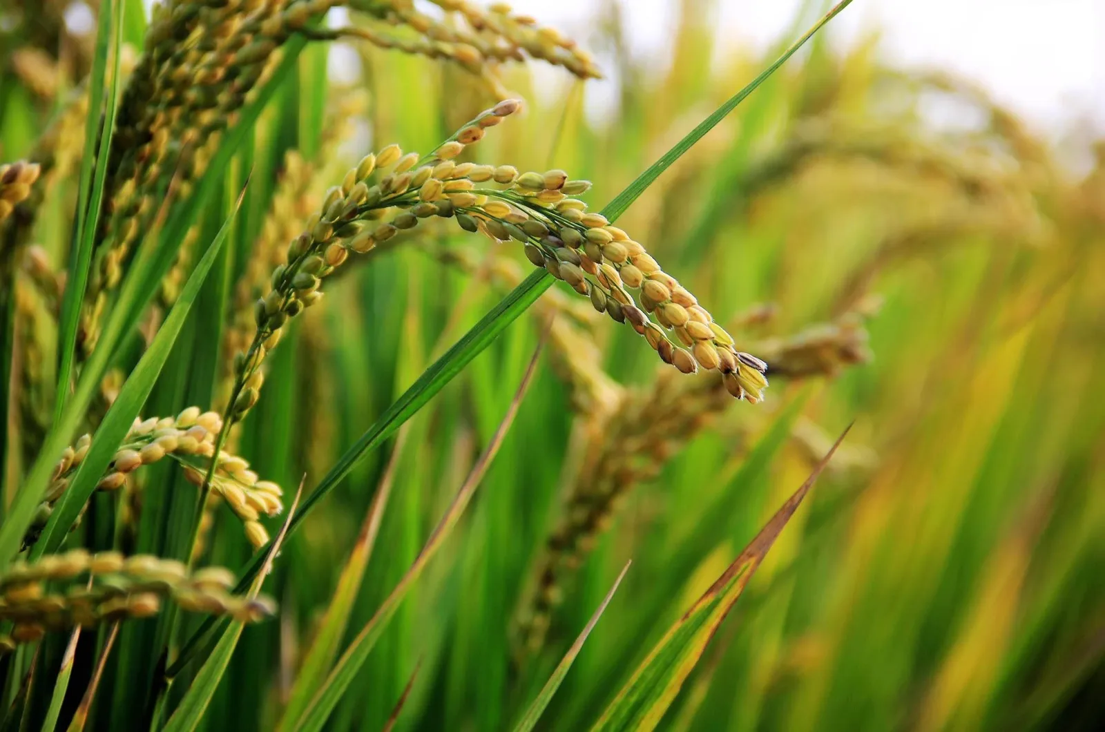 Arroz Anã de Porto Marinho reúne dados científicos para pedido de denominação de origem