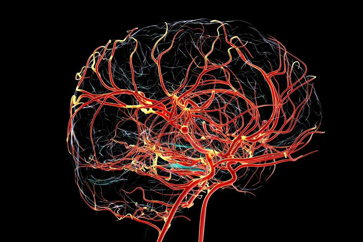 Estudo identifica alterações cerebrais ligadas ao Alzheimer antes da perda de memória