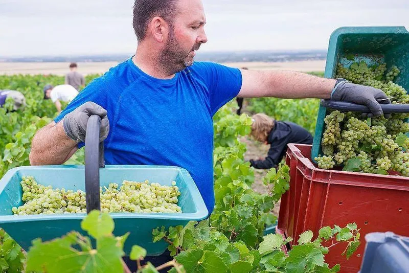 Calor e seca elevam teor alcoólico permitido no champanhe francês