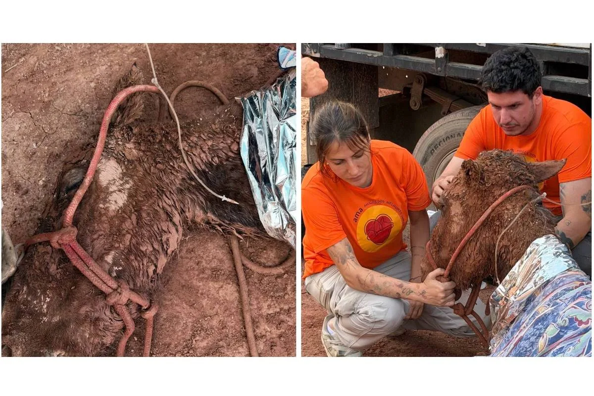 Égua morre após ser retirada de área onde ficou soterrada em Itapevi