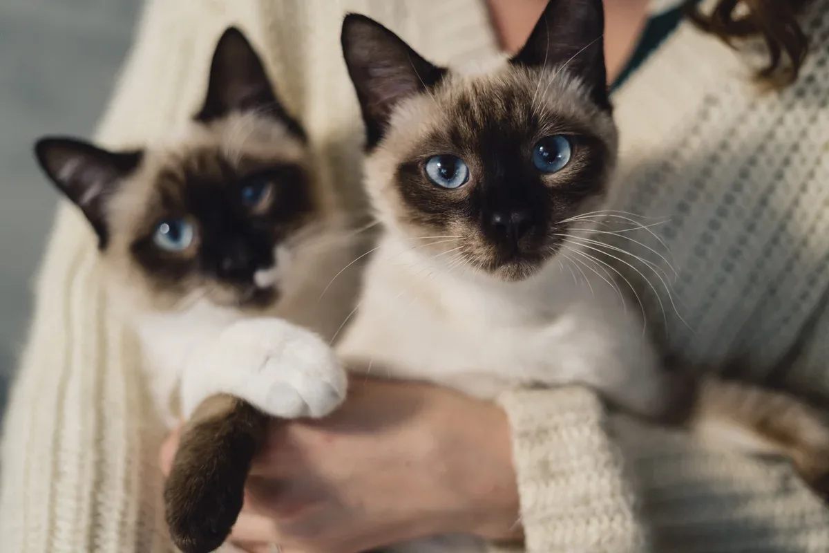 Gatos aparecem ligados a maior felicidade, mas parasita tem efeito oposto