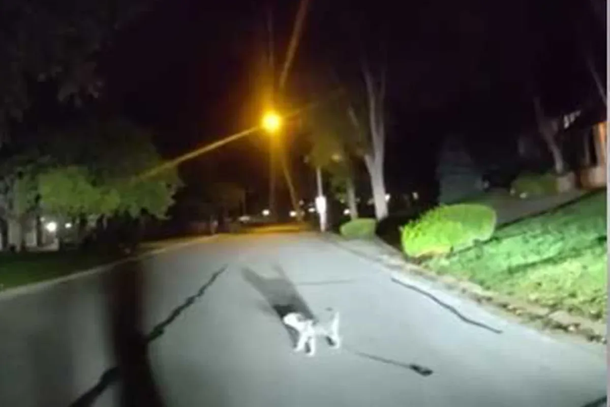 Cachorro guia policiais até tutor caído em casa no Kansas