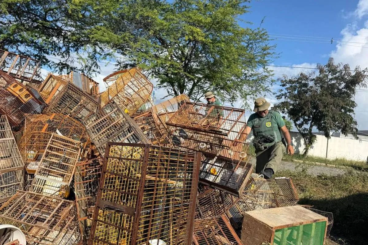 Fiscalização do Ibama identifica depósito e anúncios virtuais de aves em Caruaru