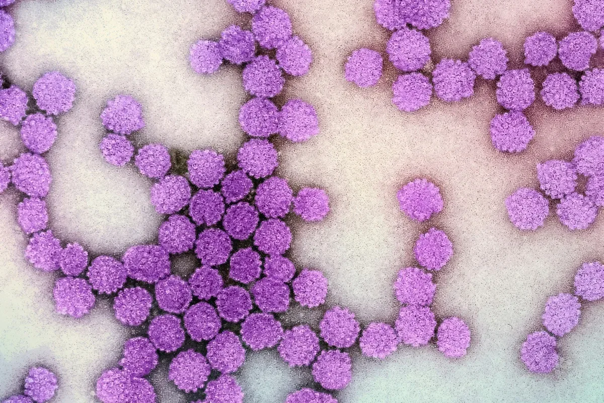 Técnica experimental silencia material genético da hepatite B sem cortar DNA