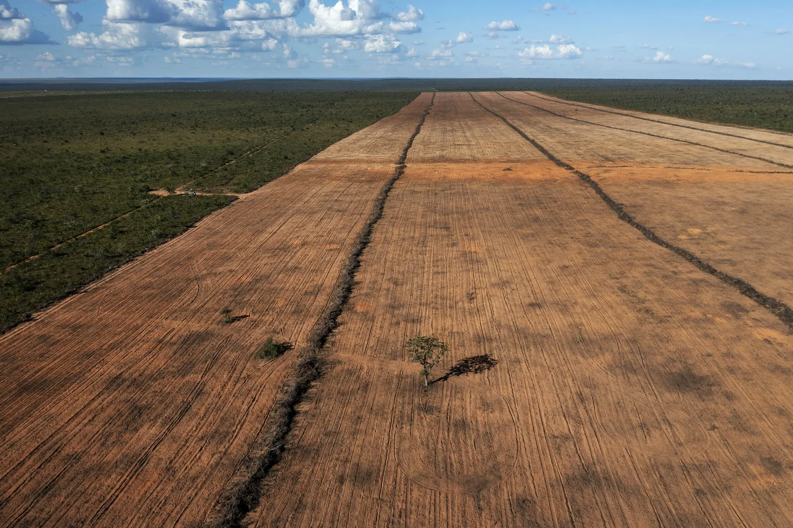 Cerrado registra menor perda em agosto, enquanto desmate cresce na Amazônia