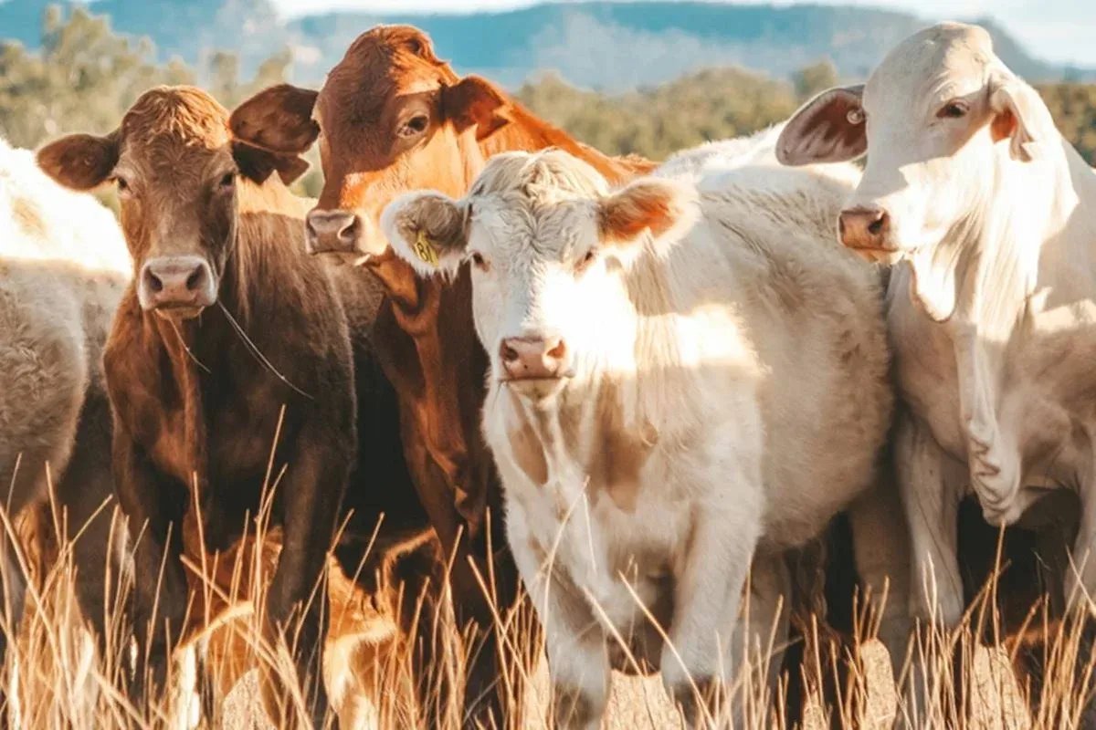 UE pode levar dois anos para retomar compra de carne bovina do Brasil