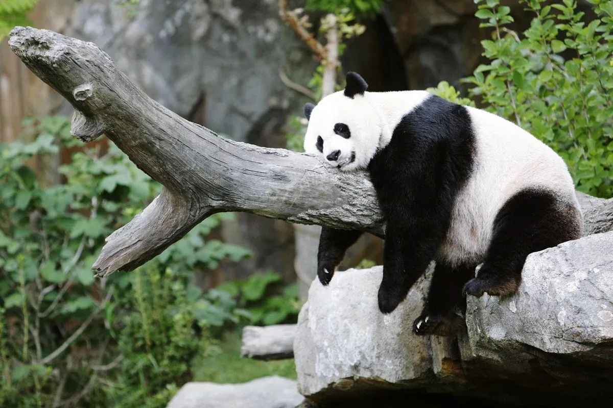 China enviará dois pandas ao Zoológico de Atlanta após visita de Xi a Trump