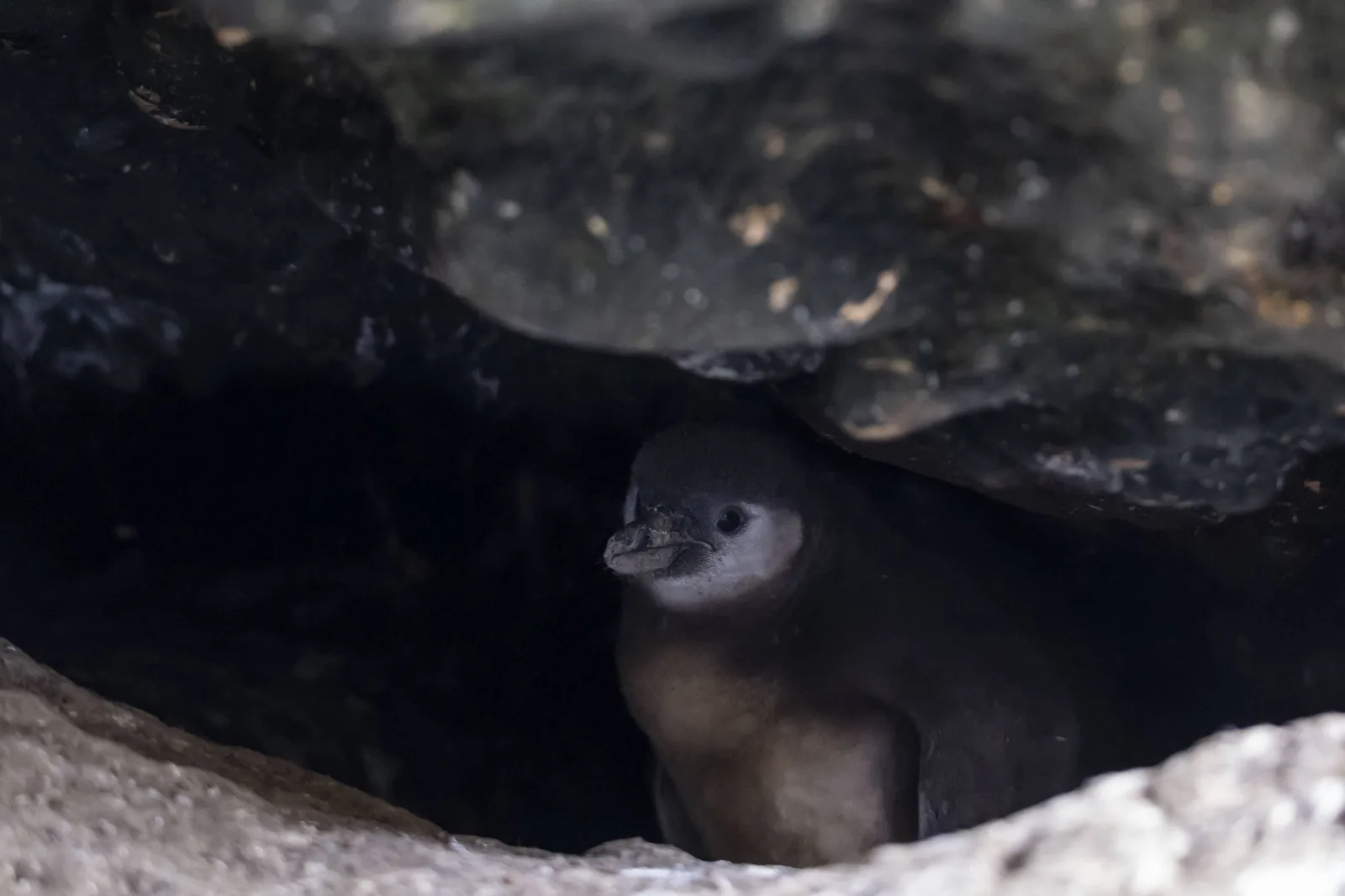 El Niño deixa quatro pinguins em colônia quase vazia no Peru