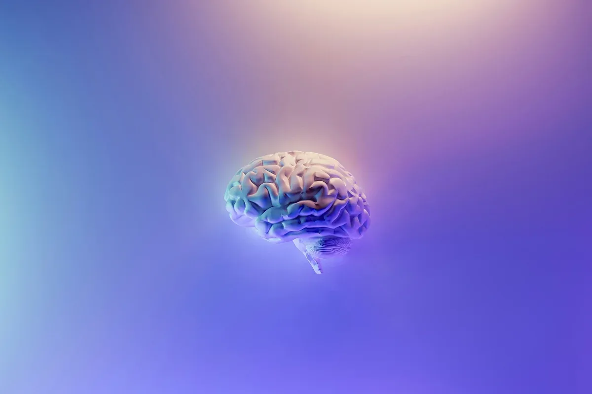 Organoides humanos distinguem sinais após duas semanas de estímulos elétricos