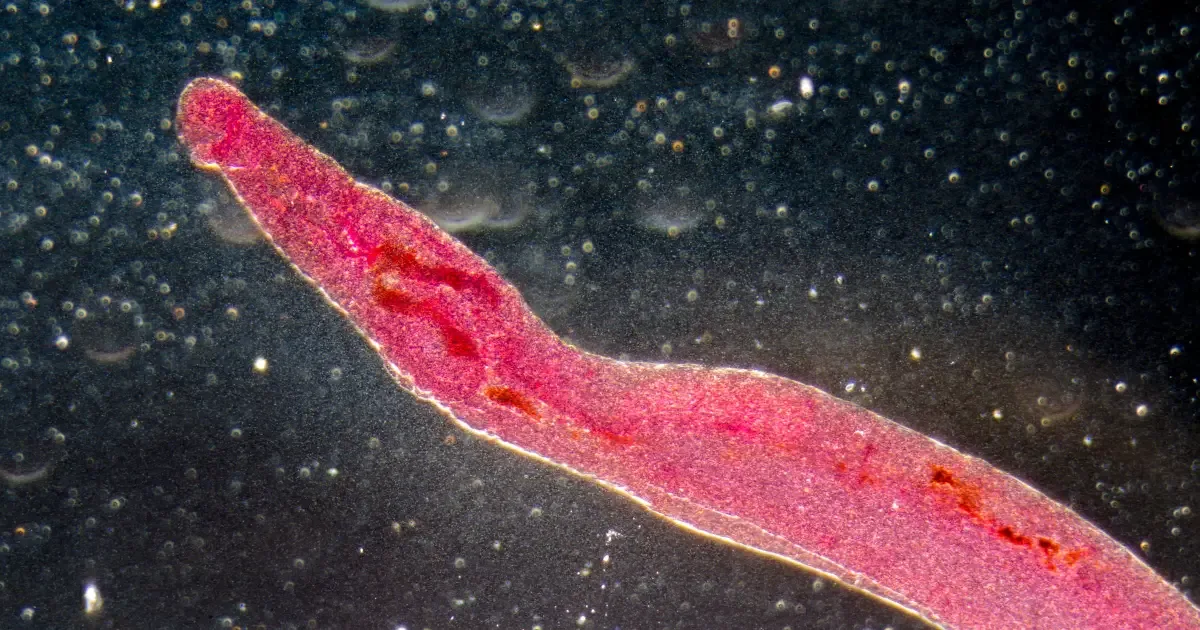 Anvisa registra arpraziquantel para tratar esquistossomose em crianças pequenas