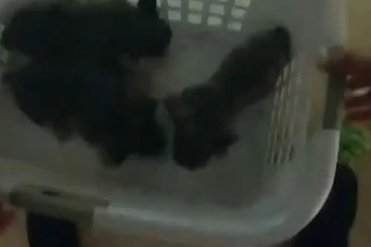 Vídeo mostra retirada de sete cães durante incêndio na Flórida