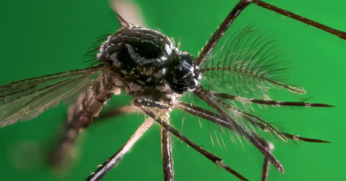 Dengue atinge 58.683 pessoas e causa 42 mortes em São Paulo em 2026