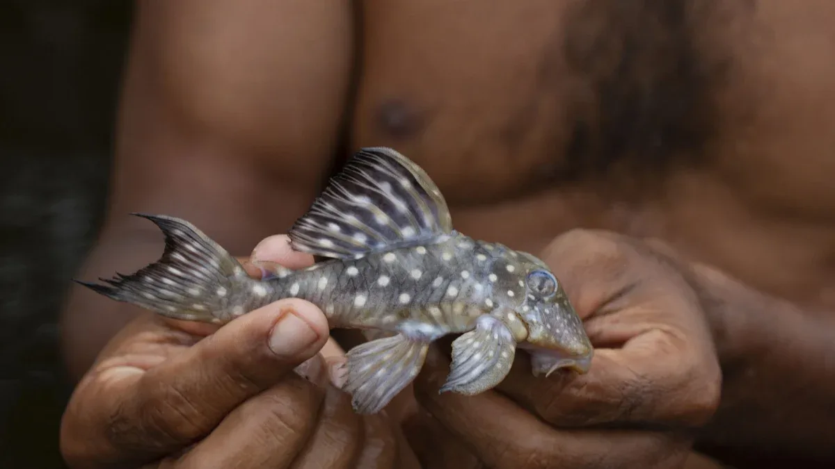Bacia Amazônica tem mais de 2.700 espécies de peixes, aponta relatório