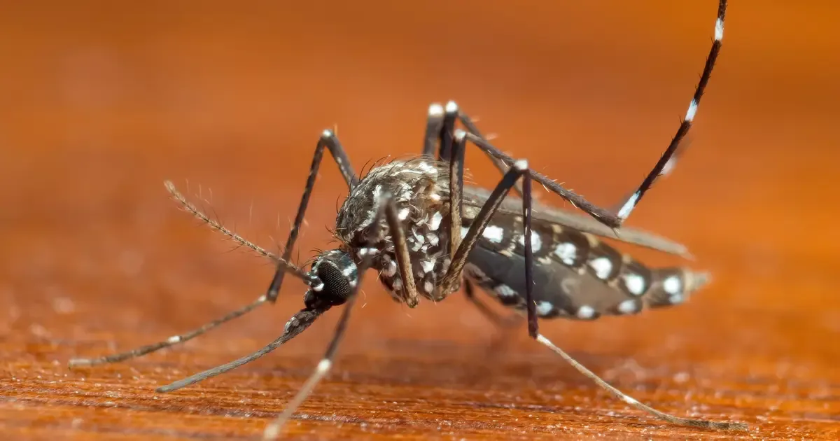SP reforça cuidados contra dengue e chikungunya com chuva e calor