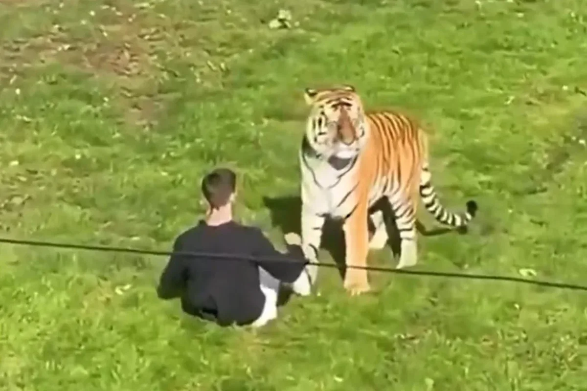 Homem morre após entrar em área de tigres em parque da Inglaterra