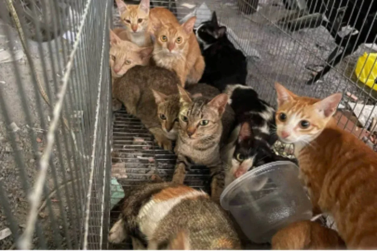 Polícia prende 12 suspeitos por roubo de gatos em Ho Chi Minh